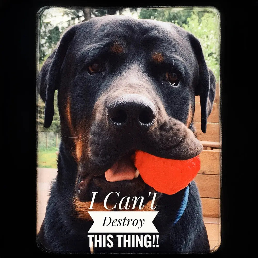 WUNDERball - Best Fetch Toy Baz Pet Stuff