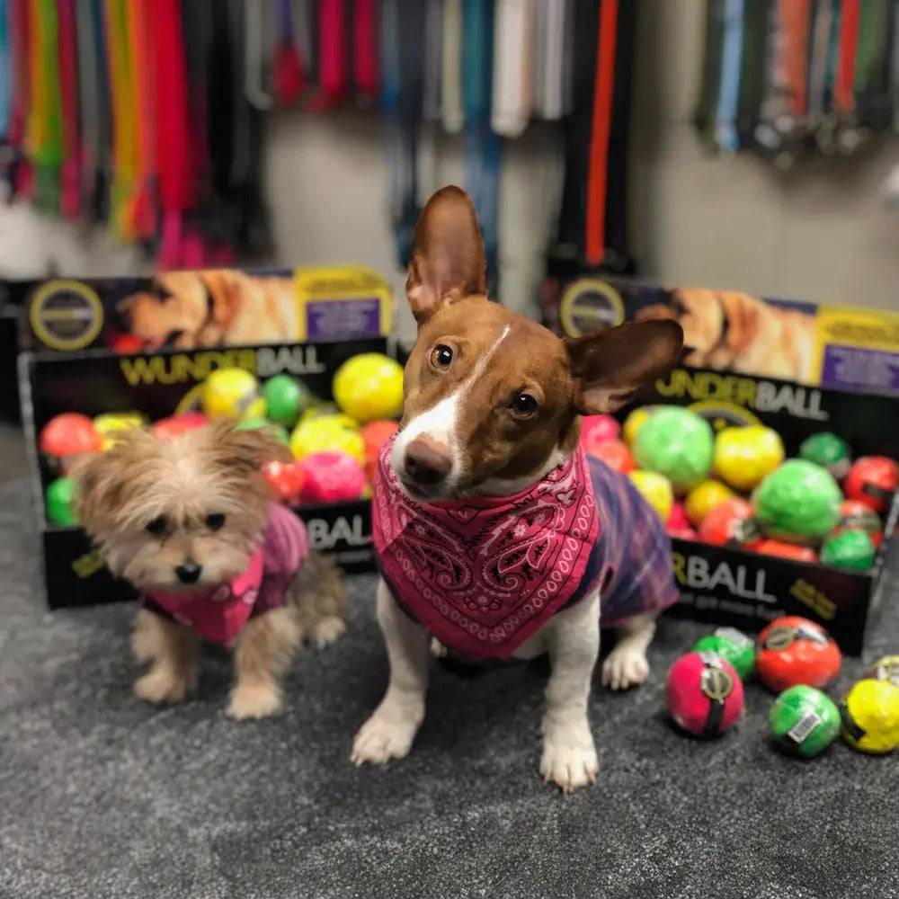 WUNDERball - Best Fetch Toy Baz Pet Stuff