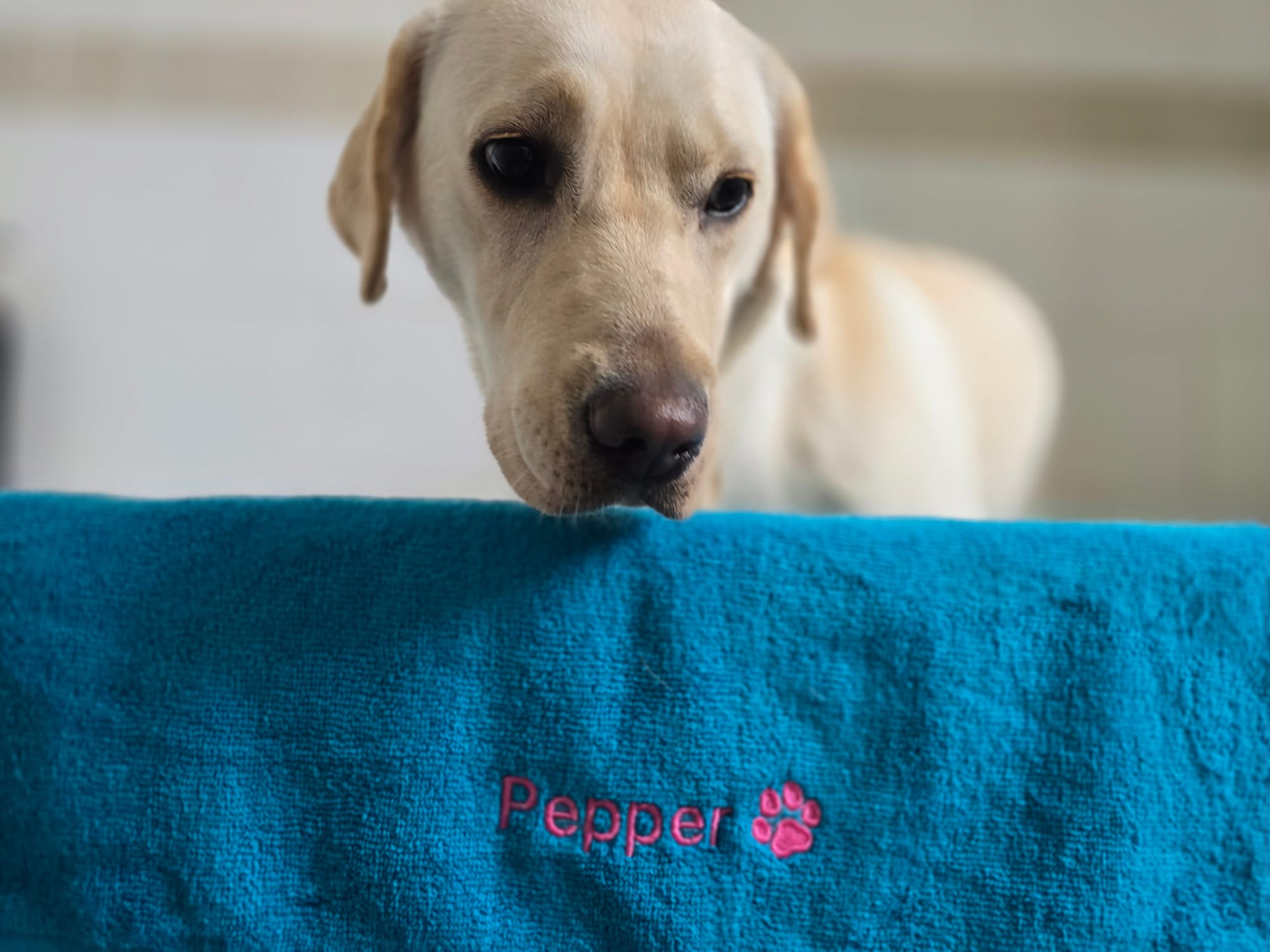 Embroidered Personalised Pet Towel | 2 Sizes Available
